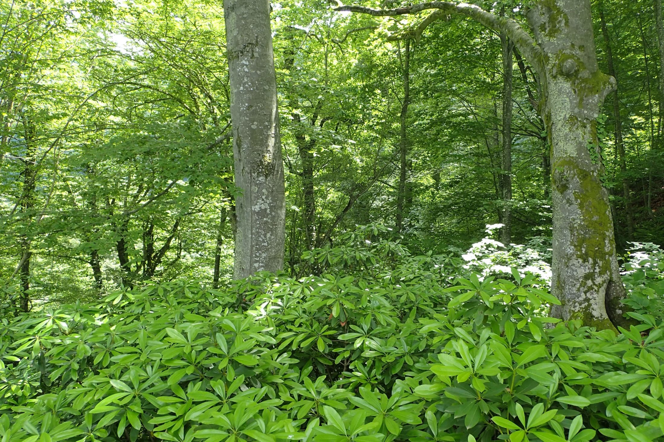 Fagus orientalis kz04