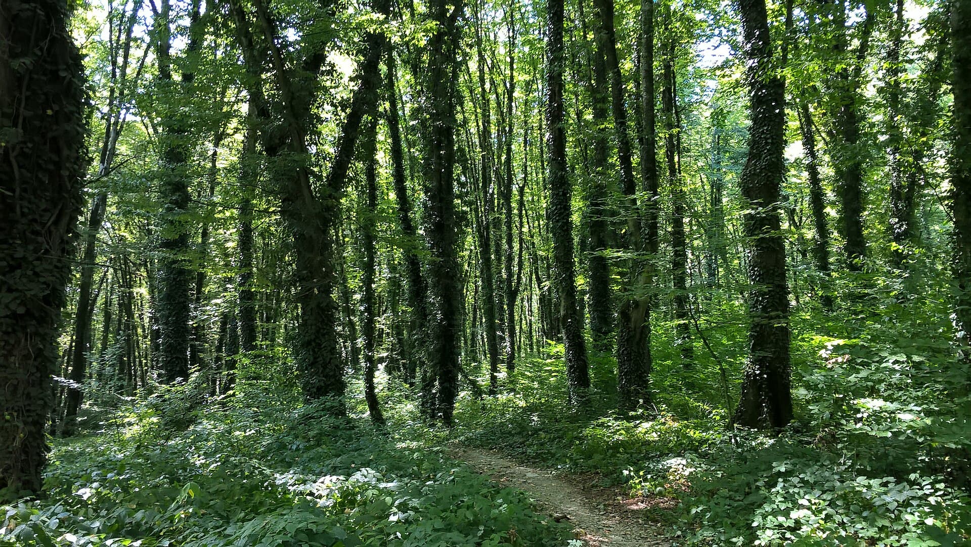 Lagodekhi Protected Area, Georgia